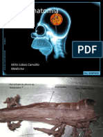 Muestras de Neuroanatomía UACh