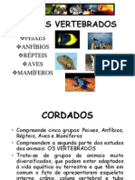 Biologia PPT Vertebra Dos