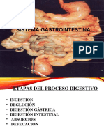 Anatomia Sistema Gastrointestinal