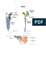 Upper Limb and Lower Limb