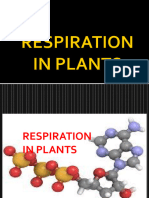 PPT On Respiration in Plants Xi Bio