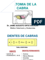 Anatomia de La Cabra