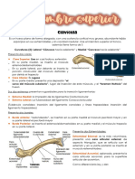 Anatomia Cintura Escapular Color