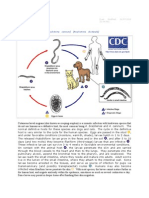 (Ancylostoma Braziliense) (Ancylostoma Caninum) (Ancylostoma Duodenale) (Necator Americanus)