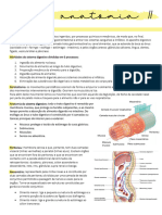 Resumos Anatomia