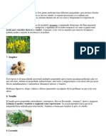 25 Plantas Medicnales 2024