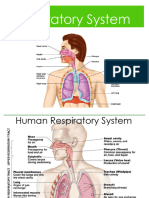 Respiration