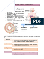 Sistema Digestivo - Motilidad