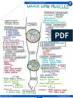 Lower Limb