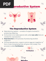 Reproductive System