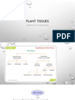 Plant and Animal Tissues