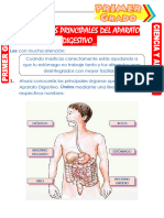 Organos Principales Del Aparato Digestivo para Primer Grado de Primaria