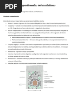 Compartimentos Intracelulares