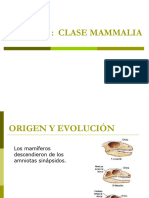 Tema 11 - Clase Mammalia