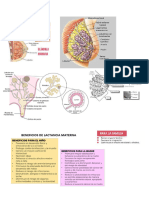 Lactancia Materna