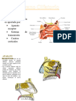 9 Órgano Olfatorio