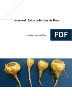 Factsheet: Datos Botánicos de Maca