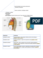 Contenido Torax