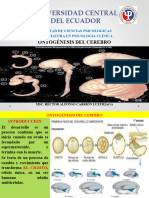 Ontogénesis Del Cerebro