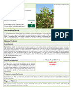 Fiche Phytolacca Americana SR