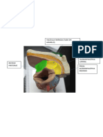 ANATOMIA LMF RESUMO Atualizado Rsrs