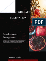 (Pomegranate Cultivation) Ppt.