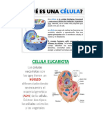 Célula Animal y Vegetal Documento