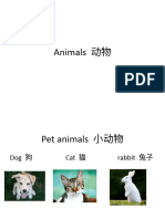 Animals 动物