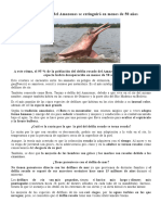 El Delfín Rosado Del Amazonas Se Extinguirá en Menos de 50 Años