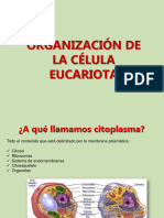 Citoesqueleto Matriz Diferenciaciones