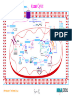 Metabolism) 05. The Krebs Cycle - Key
