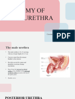 Anatomy of Male Urethra.