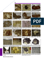 Avian Droppings Differential Diagnosis