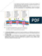 Circulación en Bacterias