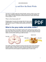 Brain Anatomy and How The Brain Works