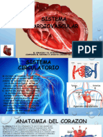 Sistema Cardiovascular Clase Domingo