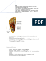 Musculos Plantares Anatomia