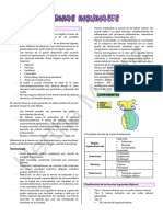 S3 - Hernias Inguinales