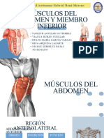 Musculos Del Abdomen y Miembro Inferior