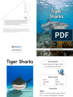 Raz ld58 Tigersharks CLR