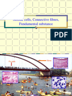 Connective Tissues Lecture - 2