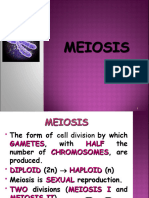 All About Meiosis