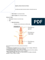 Mapa Conceptual Tejidos Xon La Descripcion