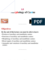 L6 Morphology of Canines