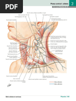 Plexus Cervical Schéma