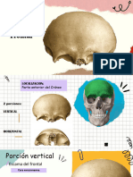 Frontal y Etmoides