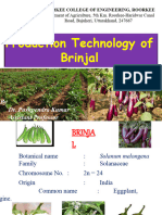 Brinjal Cultivation