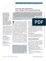 Conectoma Frontal Lobe