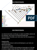 12 Deuterostoma Equinodermos