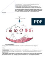 Fecundación y Gametogénesis